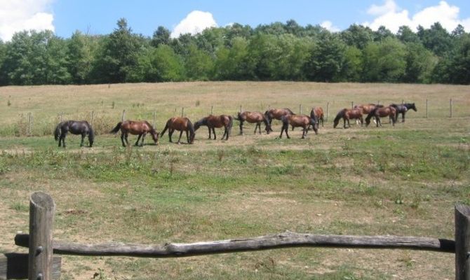 Passeggiate a Cavallo