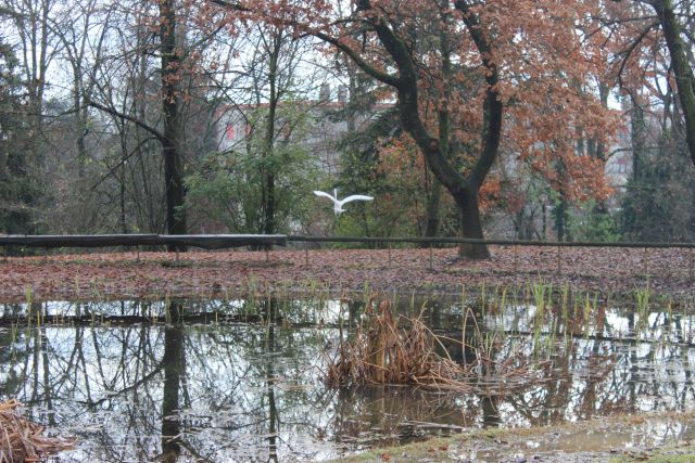 laghetto parco nevicati