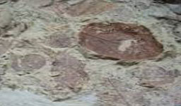 Fossil Museum
